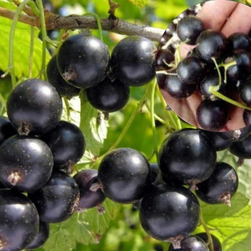 Ribes nigrum 'Pamatj Vavilova' - Must sõstar 'Pamatj Vavilova' C3/3L